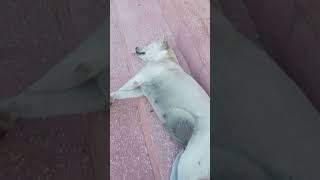 All dogs sleep animals doglover [upl. by Ednarb]