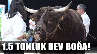 15 Tonluk Dev Salers Irkı Boğa Dünyanın En Güçlüsü  AGRO TV HABER [upl. by Bourgeois]