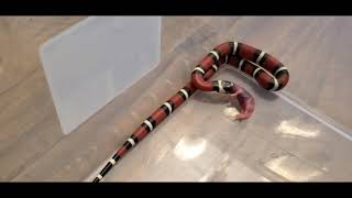 Feeding a Pueblan Milk Snake [upl. by Marylee764]