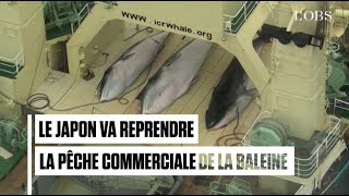 Le Japon reprend officiellement la chasse à la baleine [upl. by Ayifas]