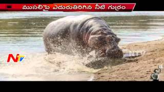 Hippo Bites Crocodile To Protect Her Baby In South Africa [upl. by Bassett]