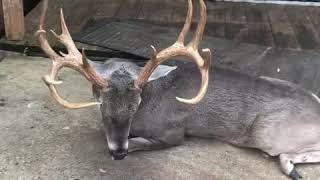 Trophy Whitetail Deer Hunting Destination by Nueces River Texas [upl. by Durrell]