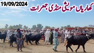 kharian maweshi mandi 19 09 2024funny videojanwarmandi pkShazar Riaz official [upl. by Natsyrk685]