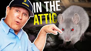 How to GET RID of RATS IN YOUR ATTICBEST Rodent Removal [upl. by Zandt332]