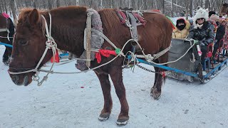 Harbin Ep 2 Yabuli ski resort 亞布力滑雪旅遊度假区  Skiing Horse Sleigh amp more harbin chinatravel winter [upl. by Hameerak582]