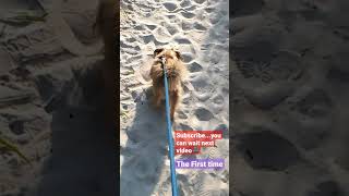 Curiousity about a cute dogs first experience of the beach and sea [upl. by Ahselat168]