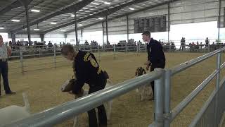 Umatilla County Fair 2024 4HFFA Goat Showmanship [upl. by Idnahc]