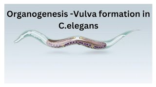 Organogenesis Vulva formation in Celegans [upl. by Amron]