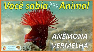 Você sabia Anêmona vermelha  Red anemone anemona anemones cnidaria coelenterata animais [upl. by Odille]