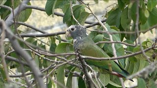 LORO “SENIL” Pionus Senilis [upl. by Anaigroeg626]