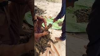 Tobacco Harvesting 😊 tobacco agri agriculture farming farmer farm farmlife shorts trend [upl. by Neruat]