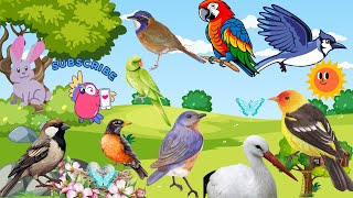 Learn Bird Names and Sounds for Kids  Fun Educational Video [upl. by Yllier]