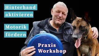 Hund Hinterhand trainieren  Motorik fördern [upl. by Bamby766]