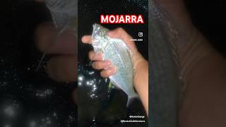 Mojarra  Explore  BycatchAndAdventures mojarra marinelife beach tidepool [upl. by Ynahirb617]