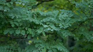 Robinia pseudoacacia  Black Locust [upl. by Breeze1]