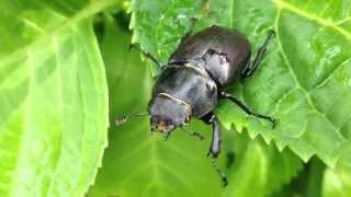 Scarabée dans le jardin [upl. by Terrance]