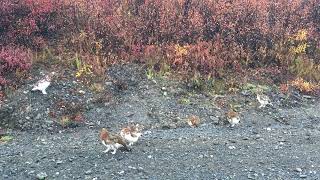 Ptarmigans in the Fall [upl. by Amble]