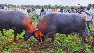 FULL HD VIDEO ••RAJABALI VS KALA•• BULL FIGHT VLOG MAHESHWAR ❤️‍🔥💨 [upl. by Gariepy]