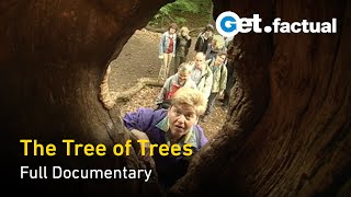 The Oak Tree The Tree of Trees  Full Documentary [upl. by Johannes]