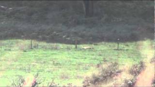 904 yard fallow deer long range shooting 7mm rem mag [upl. by Adnalay442]