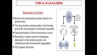 MOA of Vinca Alkaloids UnitVI23TPharmacologyDpharm2018Class No16 [upl. by Euqininod263]