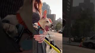 Overweight Senior Dog Becomes Obsessed With Toys  The Dodo [upl. by Murtha99]