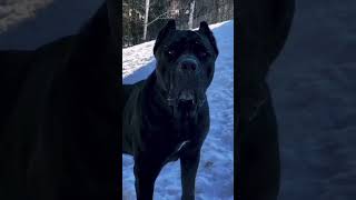 Cane Corso  The Powerful Guardian You Didn’t Know About dogbreeds [upl. by Alicirp]