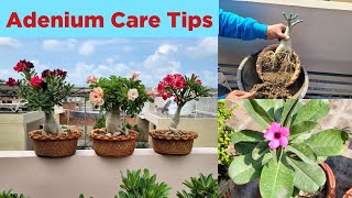 अडेनियम आरबिकम के बारे में जानकारी  Adenium winter care [upl. by Nnoryt]