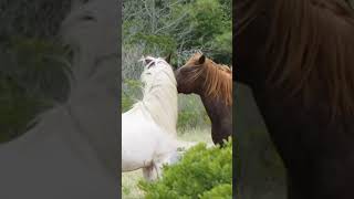 Horse First Time Meeting । Beautiful Horse in my village [upl. by Aihsenal]