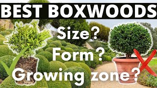 Boxwood Growing Tips Uses Varieties and Topiary [upl. by Reivaz]