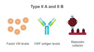 Interpreting tests for von Willebrand disease VWD [upl. by Rochette973]