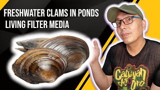 Freshwater Clams in ponds is a living filter it keeps koi pond water clear and clean [upl. by Osbourne363]