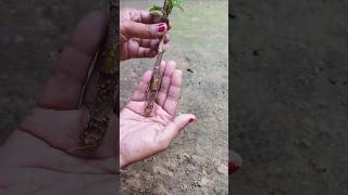 Aralia Plant 🍀ll Propagate Aralia plant 🌱🍀shortsshortsfeed​diy​propagation​aralia​naturegrow [upl. by Sinnelg]