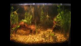 Day 1 to 30 Aquarium Plant Growth pictures [upl. by Schilling]