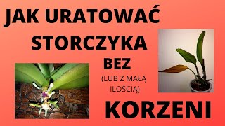 Jak uratować storczyka bez korzeni Reanimacja storczyka [upl. by Ailuy]