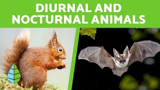 Diurnal and Nocturnal Animals for Children 🦇🌙 15 Examples [upl. by Ramor]