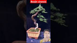 Tutorial membuat bonsai bunjin Juniper sinensis bonsaiideas bonsaitree juniper [upl. by Anaejer793]