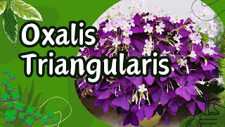 Cuidados de la planta OXALIS TRIANGULARIS Significado espiritual del Trébol morado o Mariposa [upl. by Keraj]