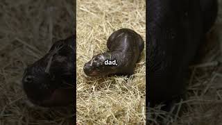 Most Adorable Pygmy Hippo Moo Deng or Haggis animals nature [upl. by Karee218]