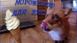 Мороженое для ЛИС  Ice cream for FOX 🦊🐺 [upl. by Tyson]