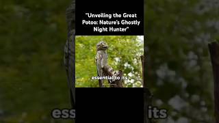 “Unveiling the Great Potoo Nature’s Ghostly Night Hunter” [upl. by Heymann]