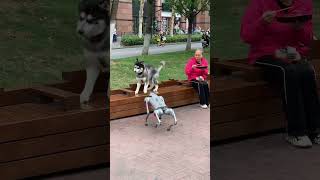 🐕The first time I encountered the initiative to declare war🤣 robotdog Husky reaction [upl. by Nebe]