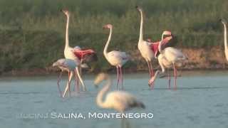 Ulcinj Salina  the most important bird area in Montenegro [upl. by Robinia51]