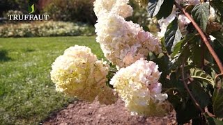 Comment tailler un hydrangea paniculata   Truffaut [upl. by Enrahs45]