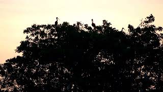 Icacos Wetlands Trinidad [upl. by Gilberto]