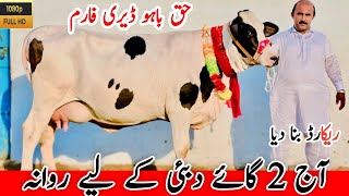 Dubai Delivery  Australian Cows  Jersey cows  Garlando cows  Haq Bahoo Dairy [upl. by Mozelle]