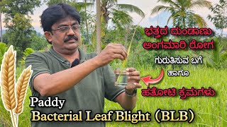 Paddy Bacterial Leaf Blight  Best sprays to control  Paddy BLB [upl. by Lyrehc]