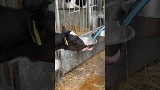 🐄 Feeding Hungry Calves 🍼 Mini Tractor Helps Deliver Fresh Milk on the Farm [upl. by Ahsekam]