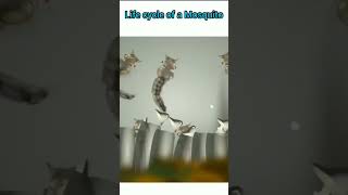 Life cycle of mosquito 🦟 😪 shots sciencefacts biology shortsfeed scienceexperiment [upl. by Stranger]