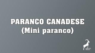 136 Paranco Canadese Mini paranco [upl. by Tabbitha]